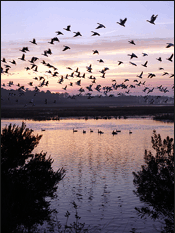 Wetland scene in the evening