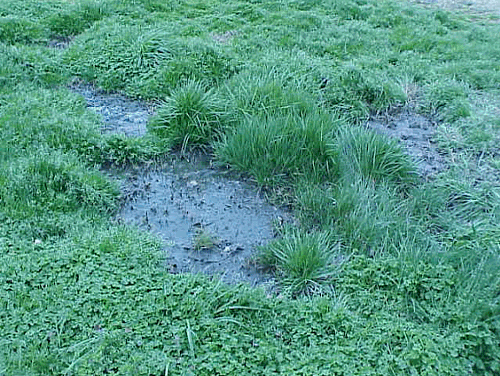 Sewage surfacing in yard