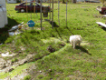 Sewage Effluent Surfacing in Play Area