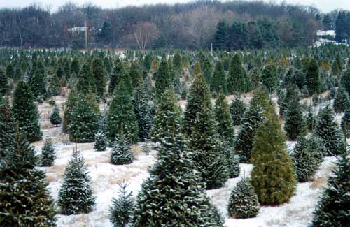 Tree Farm