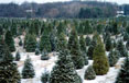 Tree Farm