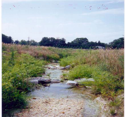 Stream restoration project