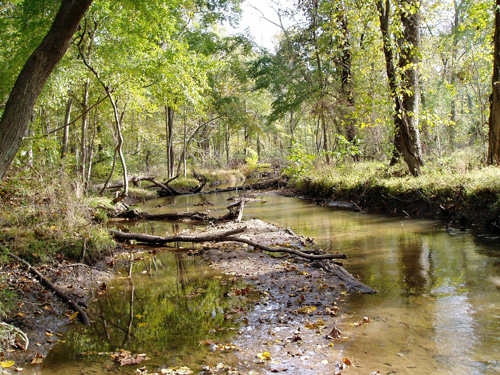 Photo of Corsica River tributary (Mill Stream)