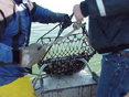 Aquaculture floats off the dock