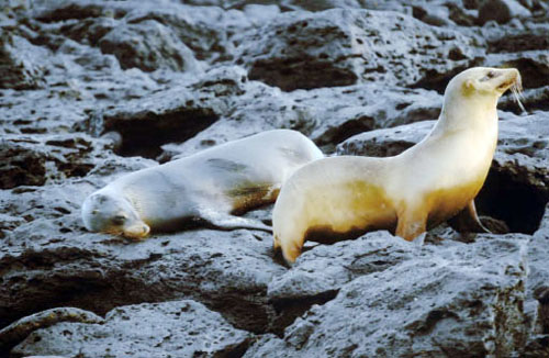 Seals on rocks