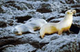 Seals on rocks