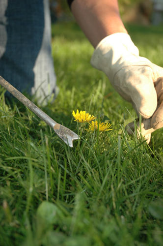 Photo of a dandelion