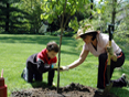 Tree planting