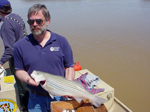 Photo of man holding rockfish