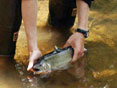 One person collecting water quality samples  