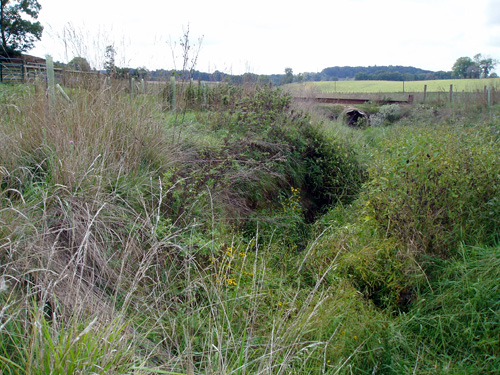 With fencing in place, the riparian area is reverting back to its natural state.