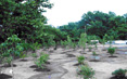 Vegetative Buffer on Town's Property