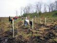 Volunteers plant trees.