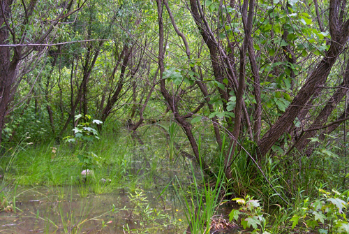  MDE works to meet federal requirements for wetland compensation