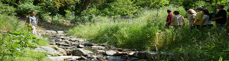 Picture of Stream Restoration