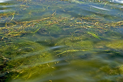 Algal blooms