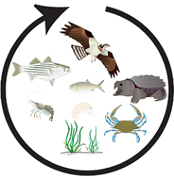 Chesapeake Bay food web