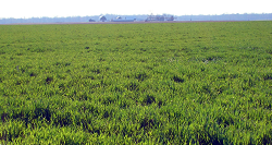 Farmland with cover crops