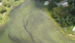 Arial view of an algal bloom