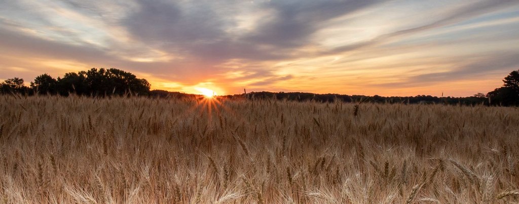 agriculture banner.jpg