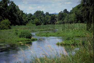 wetlands, green trees and grasses