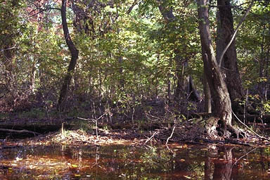 wetland in woods