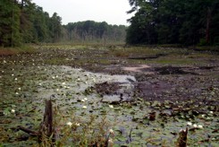 N. Grays Bog