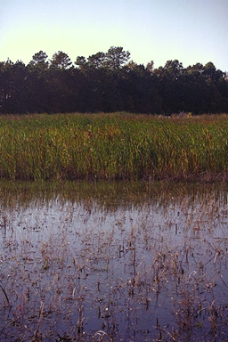 wetland scene