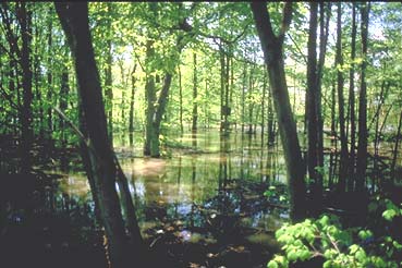 wetland in woods with sun shinning through