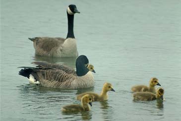 canada goose family