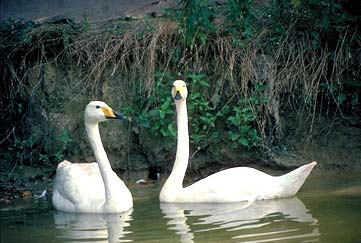 two swans