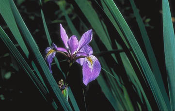 iris