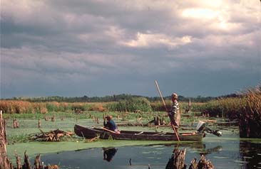 small boat going through wetland