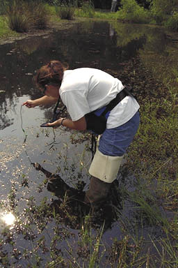 testing water from bank