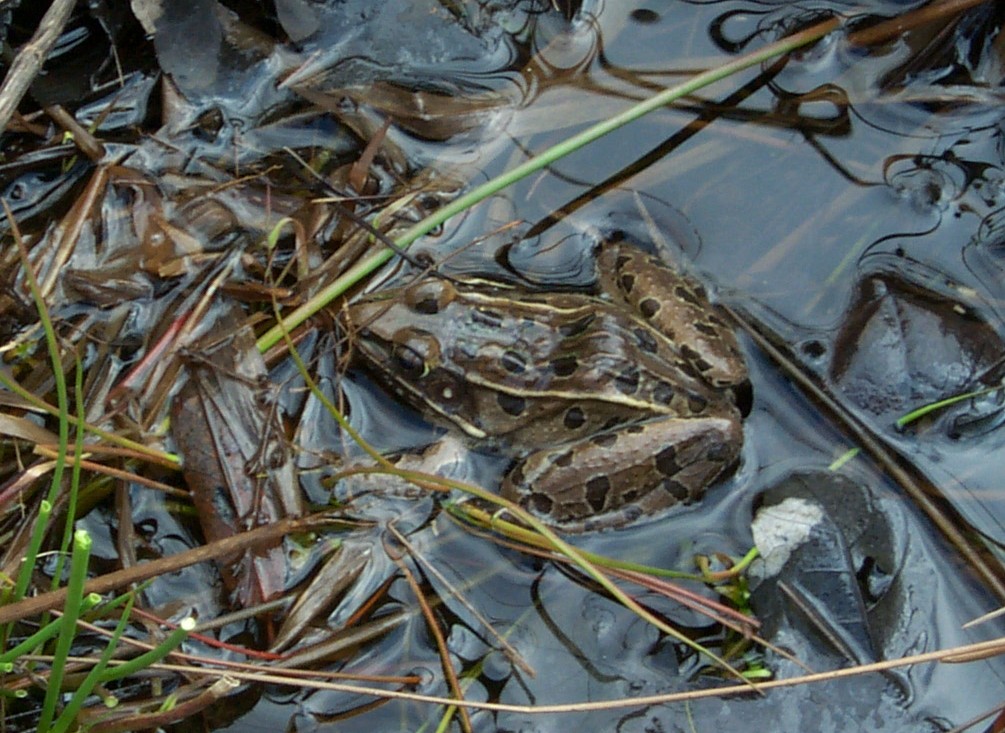 leopard frog