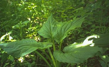 large leaves