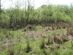 Picture of wetland