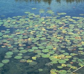 Water Lillies