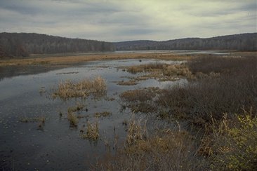 wetland