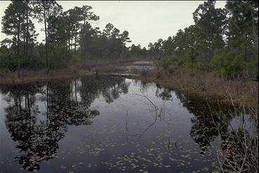 wetland